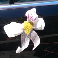 Los lazos del coche