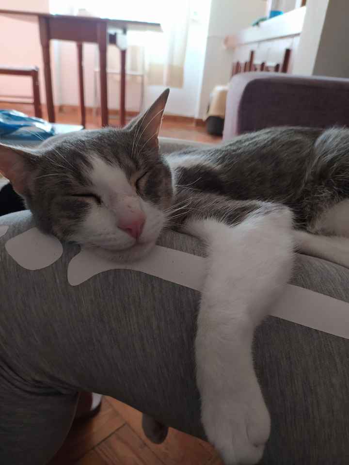 ¿Tener mascota o no? - 1
