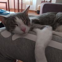¿Tener mascota o no? - 1