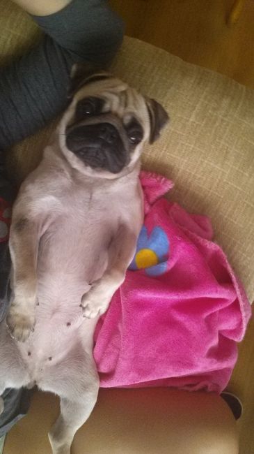 Nuestras mascotas!! - 1