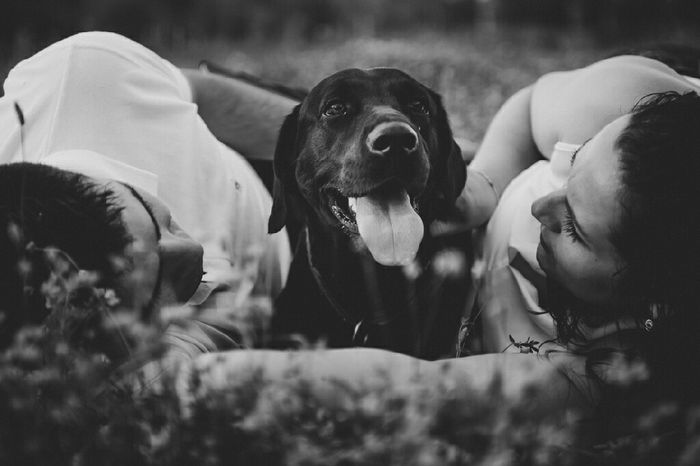 Preboda perruna - 1