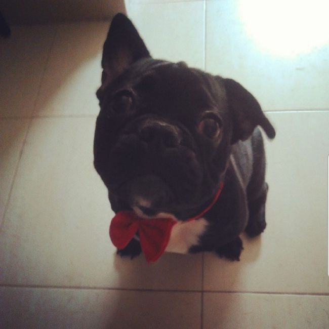 ¿Perro en la boda? ¿Sí o no? 3