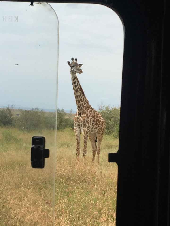 Safari