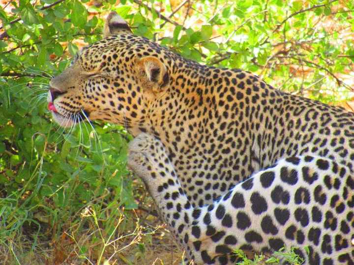 Leopardo