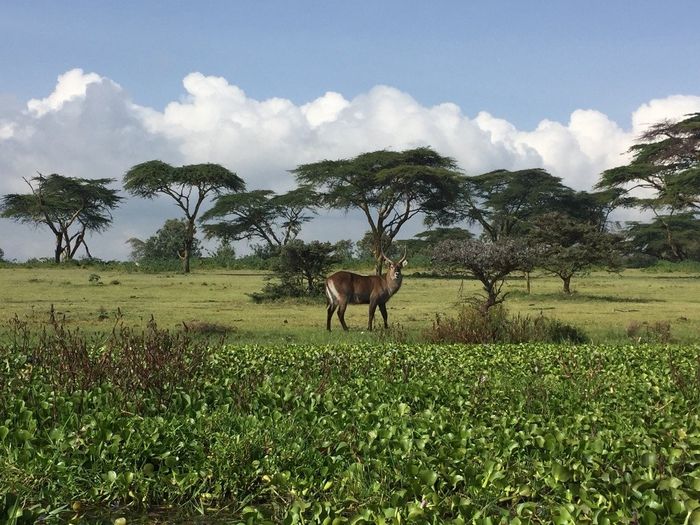 Naivasha