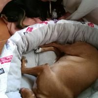  Cuantas quereis que os acompañe vuestro perrihij@!!! - 1