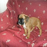 Mayka