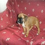 Mayka