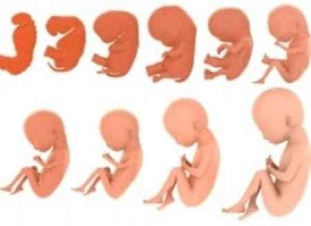 Cambios del embrion y feto