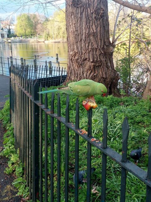 Luna de miel a Londres, tips y consejos - 11