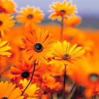 Flores