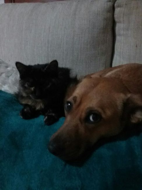 Locas por las bodas: Las mascotas - 2