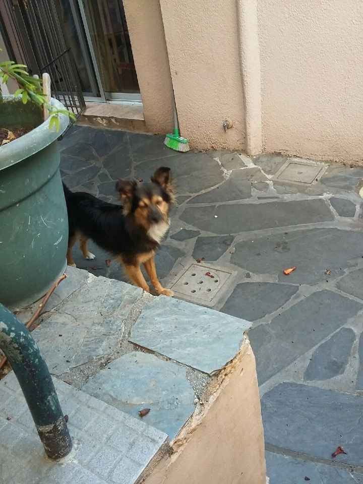 Como se adaptaron vuestras parejas a vuestras mascotas? - 1