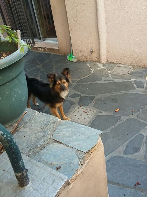 Como se adaptaron vuestras parejas a vuestras mascotas? - 1