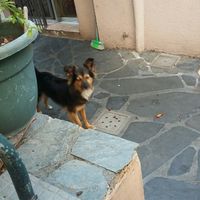 Como se adaptaron vuestras parejas a vuestras mascotas? - 1
