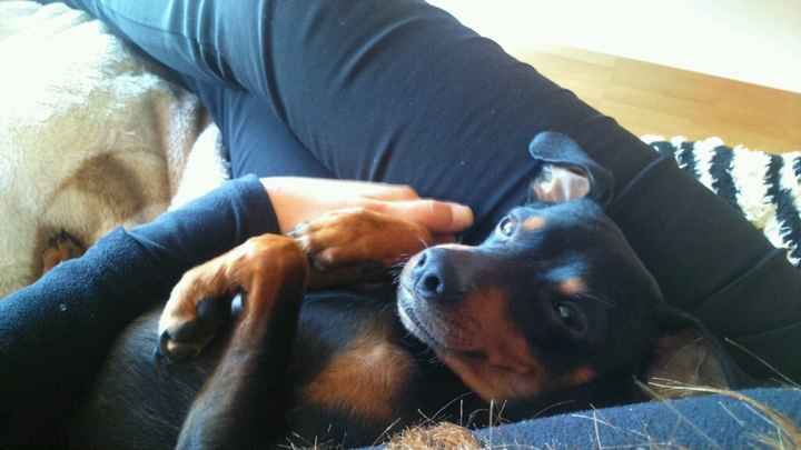 Nuestras mascotas!! - 1