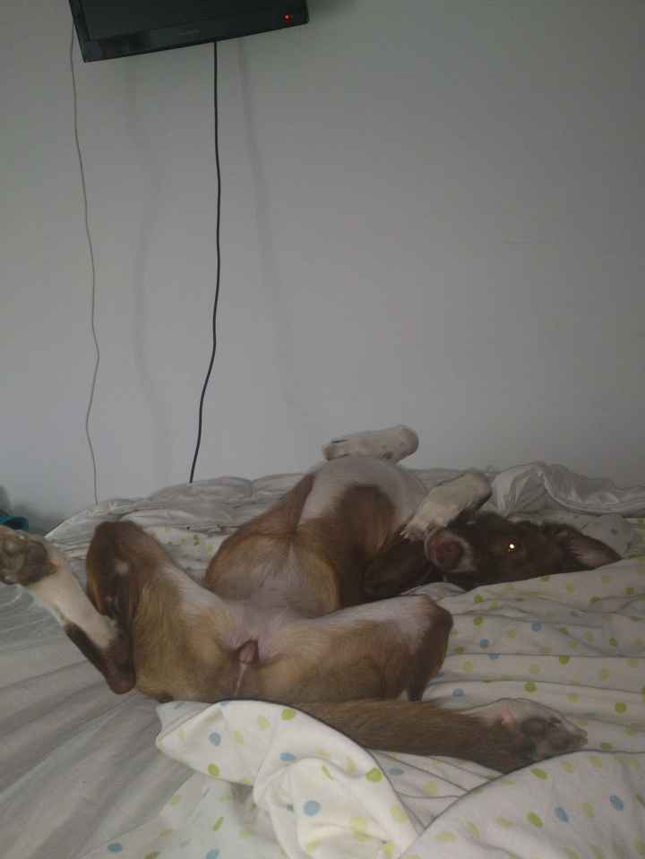 Nuestras mascotas!! - 4