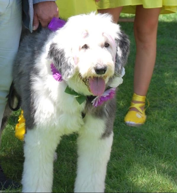 ¿Mascotas en la boda? - 2