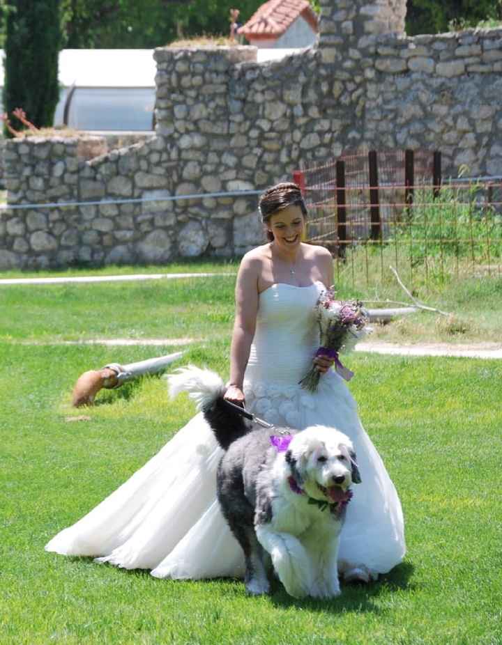 ¿Mascotas en la boda? - 1