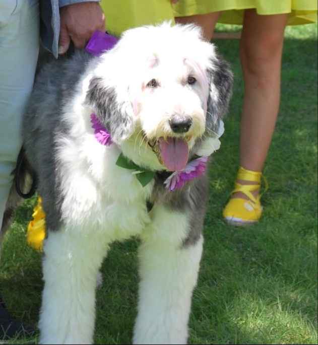 ¿Mascotas en la boda? - 2
