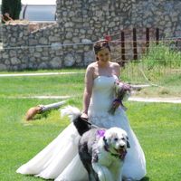 ¿Mascotas en la boda? - 1