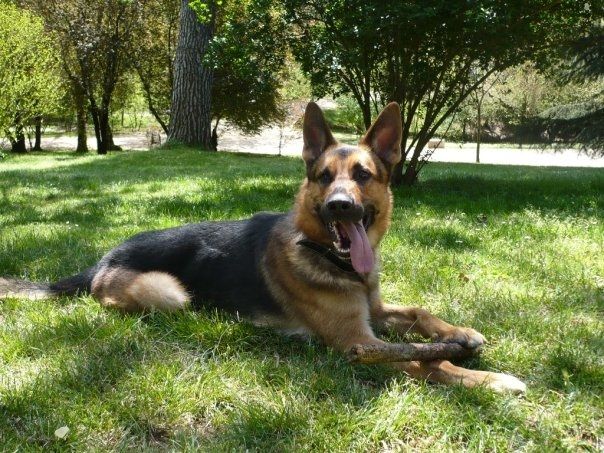 Ron mi perro