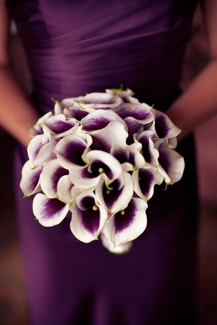 Calas moradas