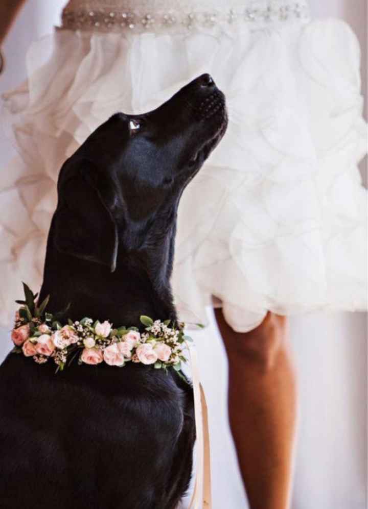 Collar de flores para perrita - 1