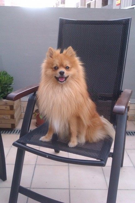 Nuestras mascotas!! - 1