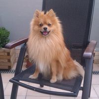 Nuestras mascotas!! - 1