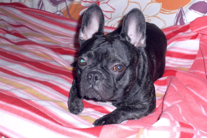 Mi perrito Messi