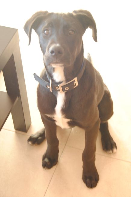 mi gran compañero