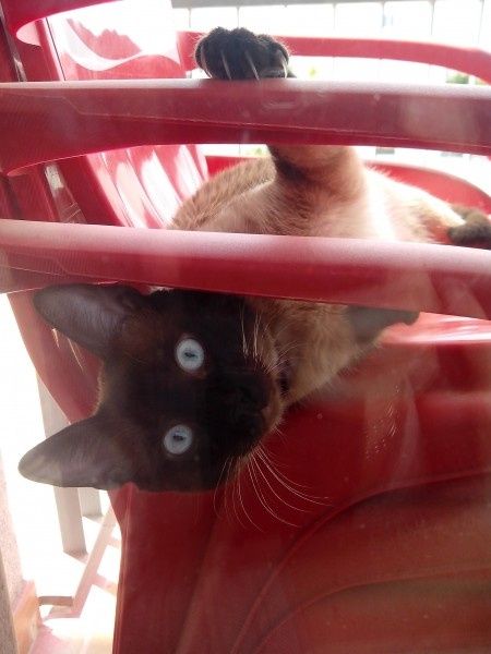 Nuestras mascotas!! - 3