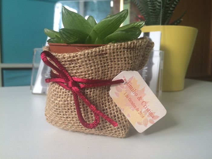 mini suculenta 