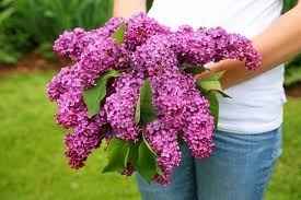 Ramo Lilas