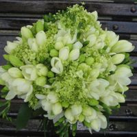 Ramo Fresias