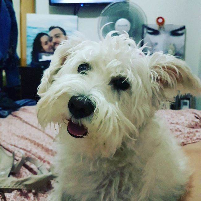 Perrihijos de arras y anillos!!!🐶 - 1