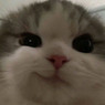 Ari