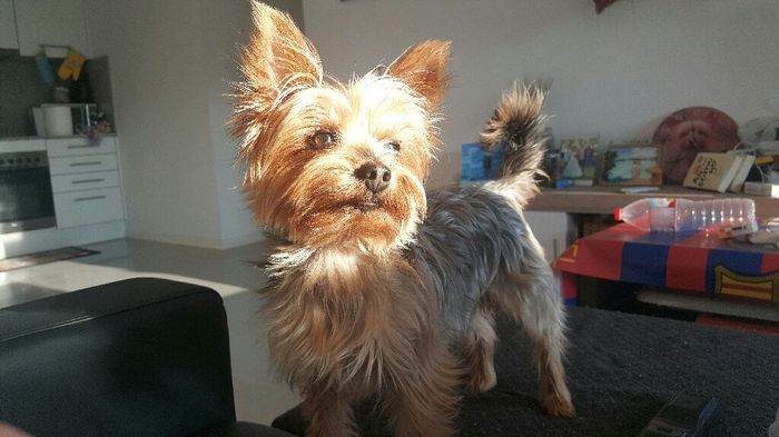 ¿Cómo se llama vuestra mascota? - 1
