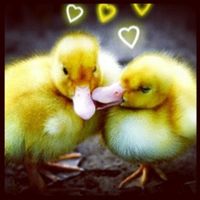 patos.. 