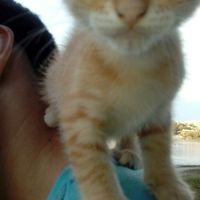Mascotas en casa: ¿sí o no? - 2