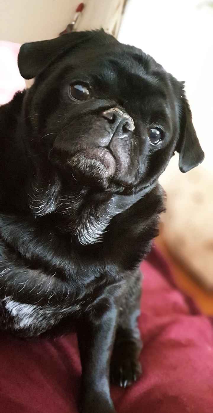 ¿Perro o gato? - 1