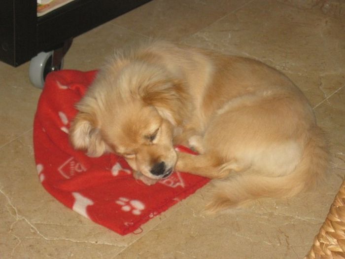 Nuestras mascotas!! - 3