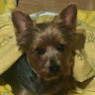 CELIA