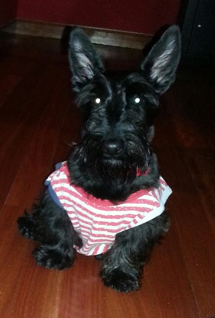 Nuestras mascotas!! - 1