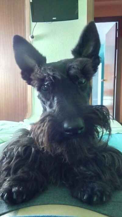 Nuestras mascotas!! - 3