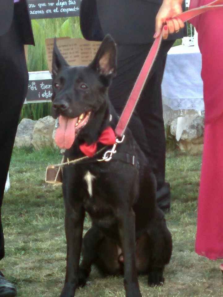  Cuantas quereis que os acompañe vuestro perrihij@!!! - 1