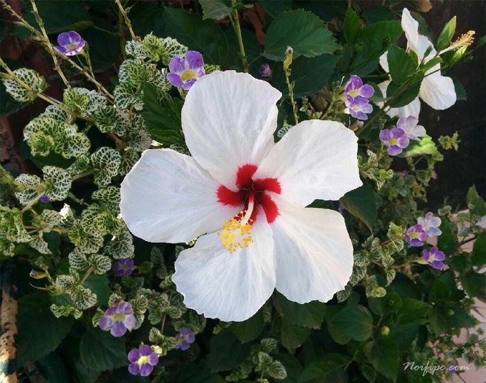 Flor para este peinado.. - 1
