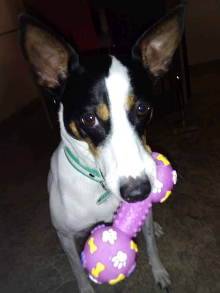 Nuestras mascotas!! - 1