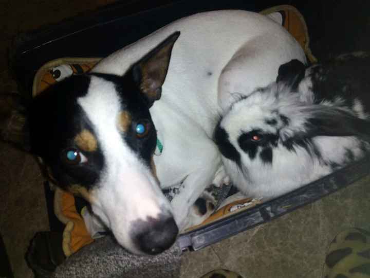 Nuestras mascotas!! - 2